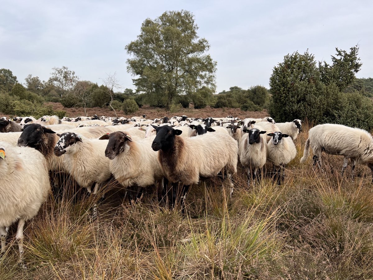 Schapen op het Junner Koeland