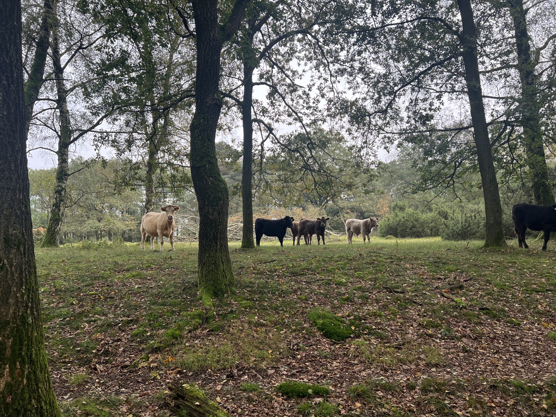 Zomer aan de bosrand